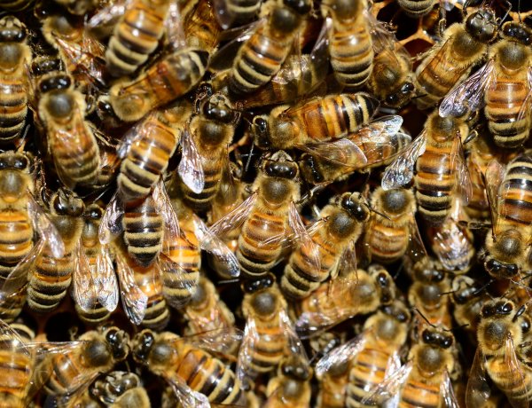 Vigyázzunk a méhekre, szükség van rájuk!