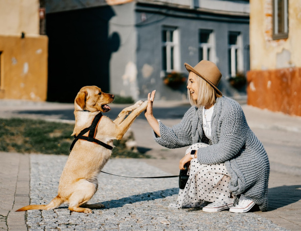 Elveszette a kutyáját? Vigyázzon, csalók is állíthatják, hogy megtalálták!