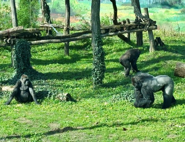 Új lakók – Gorilla hölgyek érkeztek a Nyíregyházi Állatparkba