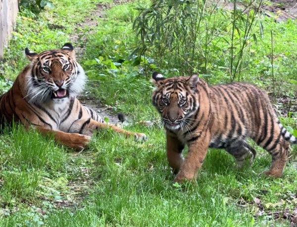 Köszöntünk Harun! – Erőt, védelmezőt jelentő nevet kapott a Nyíregyházi Állatpark szumátrai kistigrise