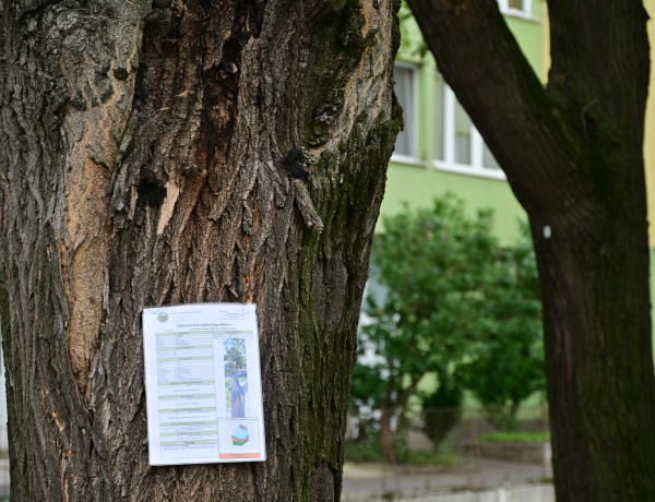 Jegyzőkönyvek a fákon – Hat fa vált veszélyessé a védett fasorok szakértői felülvizsgálata alapján