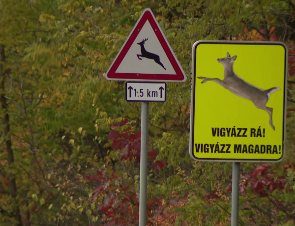 Vadveszély az utakon – Évente 400–500 vadelütés történik a vármegyében