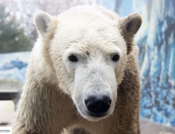 Elpusztult Lloyd, a Nyíregyházi Állatpark ikonikus jegesmedvéje