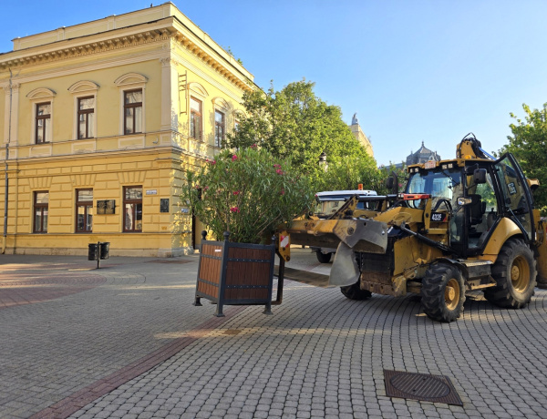 Visszatértek a leanderek és a pálmák Nyíregyháza köztereire