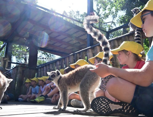 ZooSuli – Négy turnusban várja a gyerekeket az állatpark nyári tábora