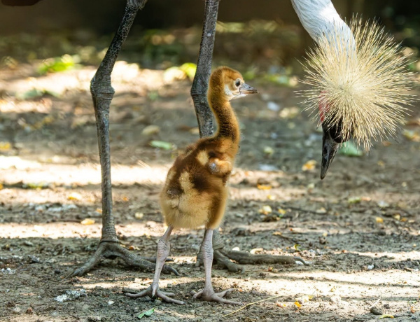 Új lakóval gyarapodott a Nyíregyházi Állatpark – szürkenyakú koronásdaru-fióka kelt ki