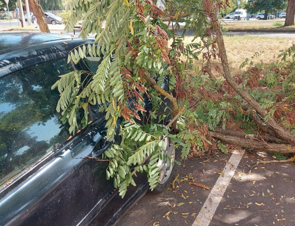 Parkoló autóra zuhant egy fa a Korányi utcában