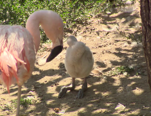Újabb egyeddel gyarapodott a flamingókolónia  