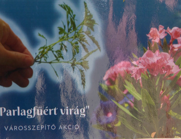 Parlagfűért virág – Ismét elindult a városszépítő akció