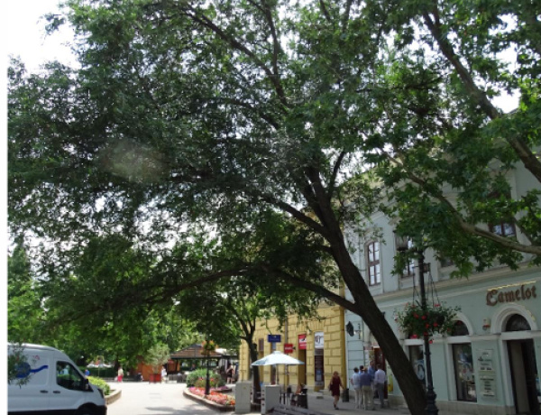 Műszeres vizsgálat igazolta a Kossuth téri fa kivágásának szükségességét