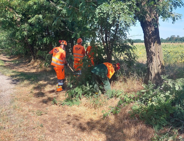 Favágási munkák miatt korlátozások a 36-os főúton