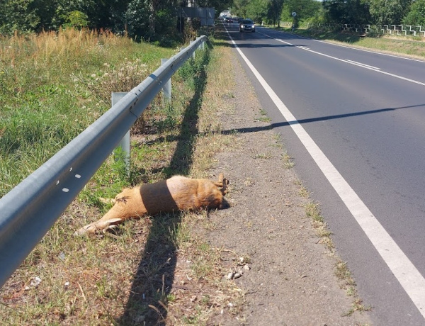 Vadgázolás történt a 4-es főúton Kőlaposnál
