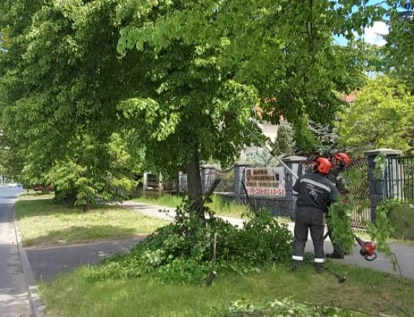 Figyelem, autósok! – Faápolási munkák miatt ne parkoljanak kedden a Dob utca tömbbelső területén
