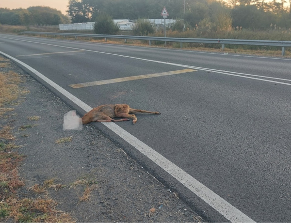 Vadgázolás történt kedd reggel a nyugati elkerülőnél