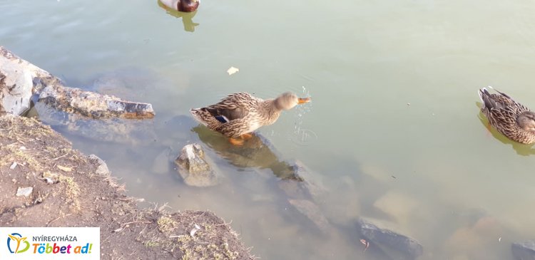 Boldogan fürdőznek a kacsák a Sóstói tavon - Ébredezik a természet