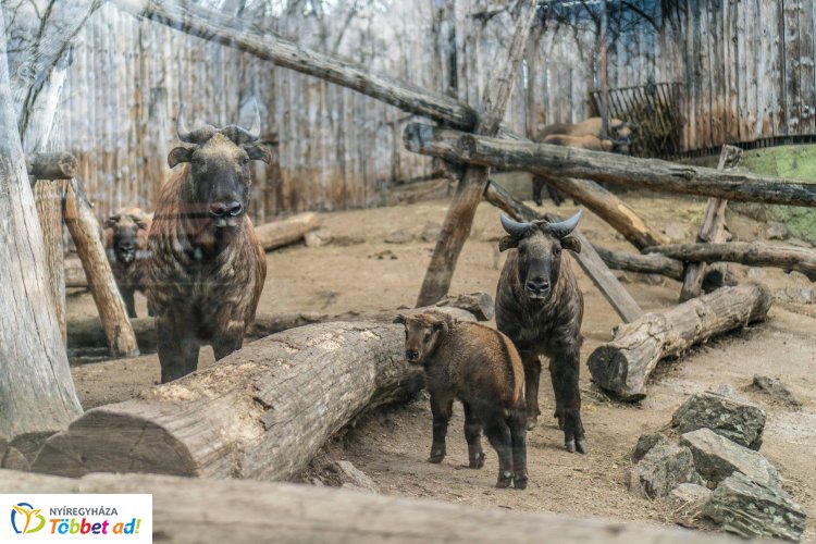 Újabb szenzáció a Nyíregyházi Állatparkban – A takinbébik köszönik jól vannak!