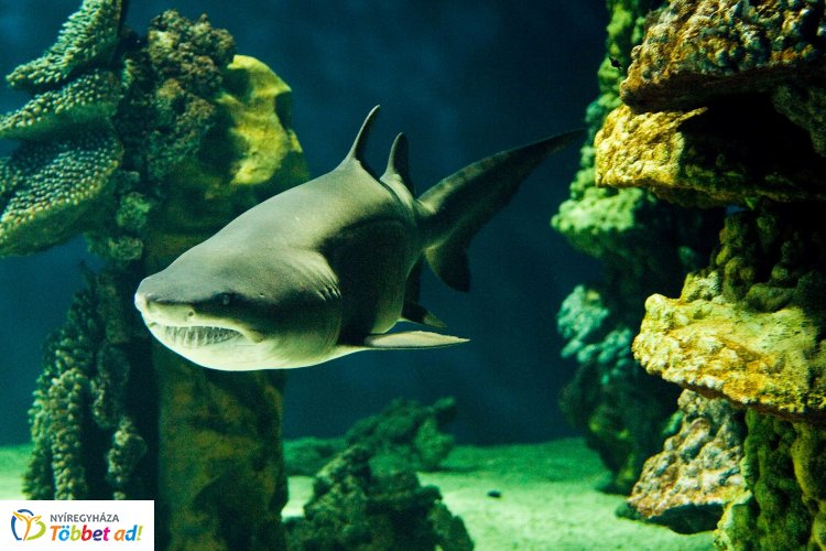 Varázslatos! Félmillió liternyi tengervízben élnek az állatpark akváriumának élőlényei