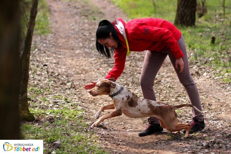 Leopárdkutyák Nyíregyházán! Személykeresés, terület-és romfelderítés Mirzával és Zorával