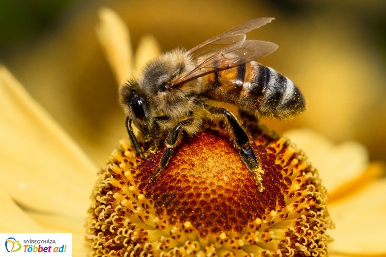 Vigyázzunk a méhekre! - Ebben az időszakban kiemelten fontos a méhek védelme!