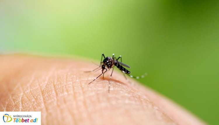 Katasztrófavédelem – Átmenetileg szünetel a légi szúnyoggyérítés a hőség miatt