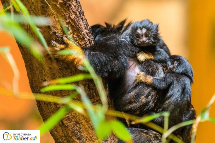 Elolvadtunk! – Aranykezű tamarinok születettek a Nyíregyházi Állatparkban