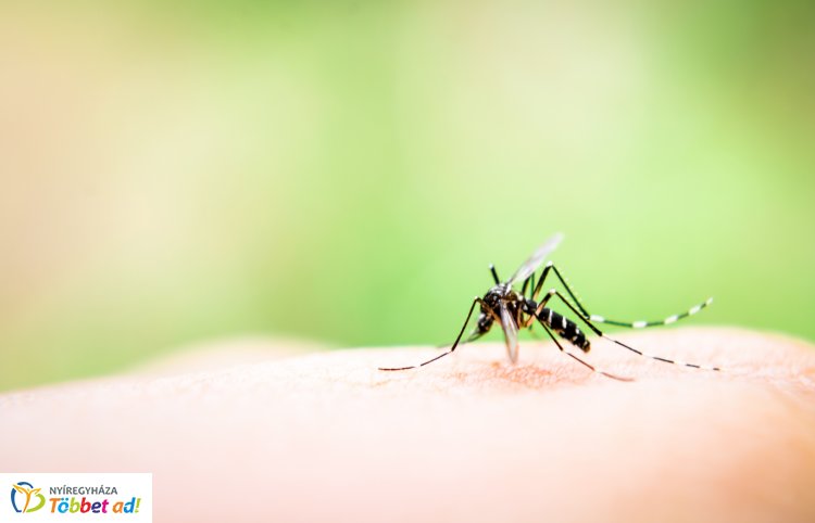 Katasztrófavédelem: minden eddiginél nagyobb területen irtják a szúnyogokat