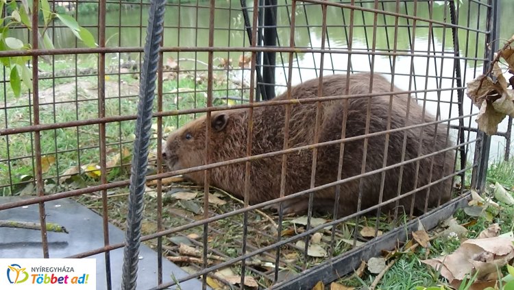 Szakember segítségével fogták be a Sóstón károkat okozó hódot: Az állatparkba szállították