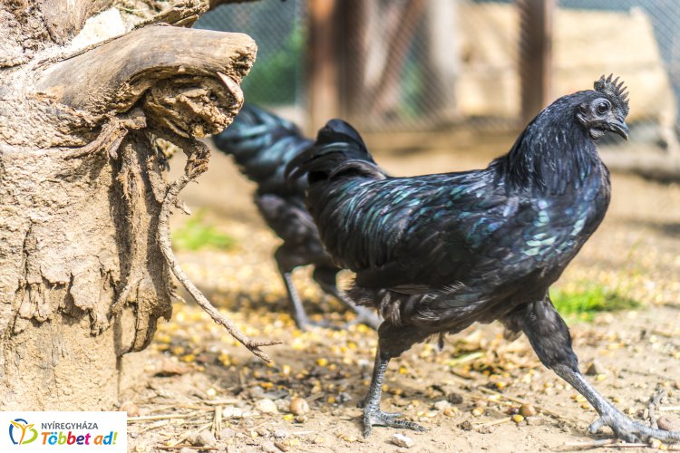 Újabb különlegesség a Nyíregyházi Állatparkból - Fekete tollú és húsú tyúkfajta