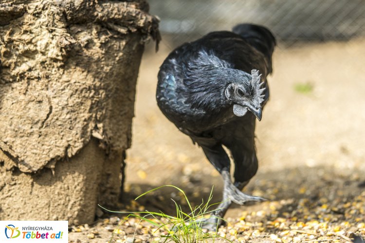 Újabb különlegesség a Nyíregyházi Állatparkból - Fekete tollú és húsú tyúkfajta