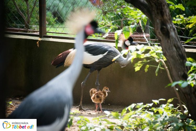 Koronásdaru-fiókák keltek ki a Nyíregyházi Állatparkban     