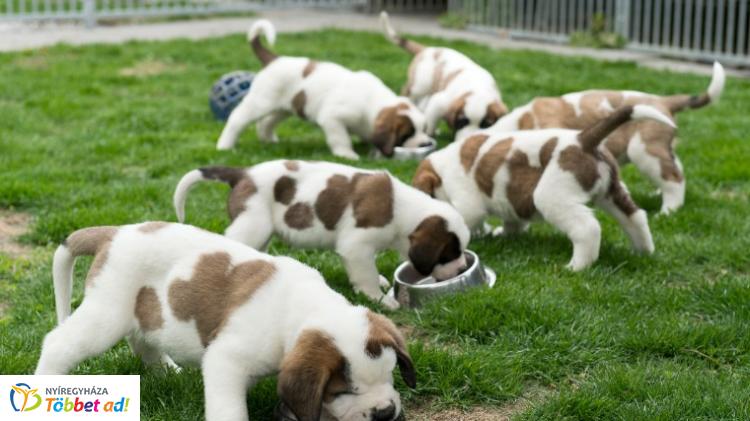 A kutyák úgy élnek, mint gazdáik, ezért elhíznak és allergiásak is lehetnek
