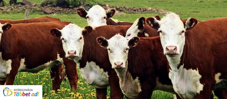 Támogatásokkal segíti a magyar állattenyésztők versenyképességét az agrártárca