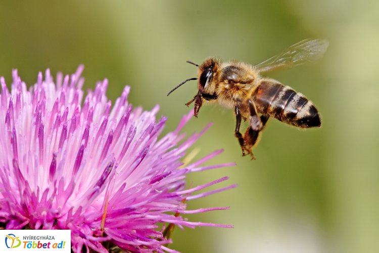 Méhészkonferencia Nyíregyházán – Előadások a szakmának és a lakosságnak egyaránt