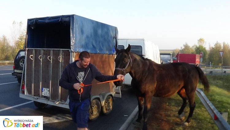 Szerencsés véget ért a kirándulás – Rendőrök helyezték biztonságba a szökött lovat