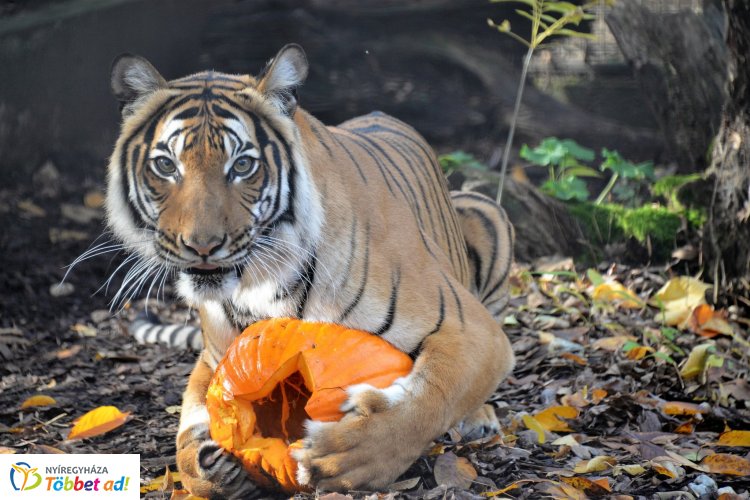 Halloween-re készül a Nyíregyházi Állatpark – Különleges etetések az őszi szünetben