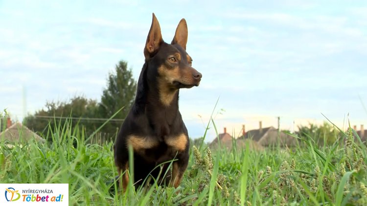 Állati Zoona: Kutyakocsi segítségével közlekedik Füles, az autóbalesetet szenvedett kutyus