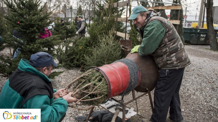 Nem drágulnak a karácsonyfának szánt fenyők, sőt a nordmann olcsóbb lehet