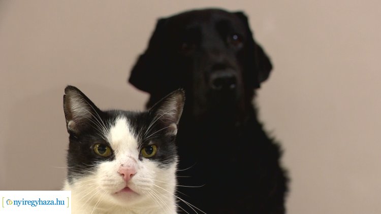 Új résszel jelentkezik az Állati Zoona – Hogyan legyen jó barát a kutya és a macska?