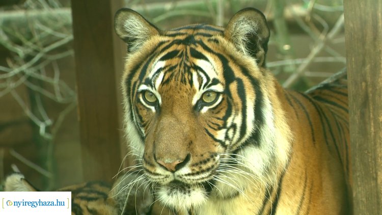 Állati Zoona: Az állatkertek egyes veszélyeztetett állatfajok utolsó menedékei
