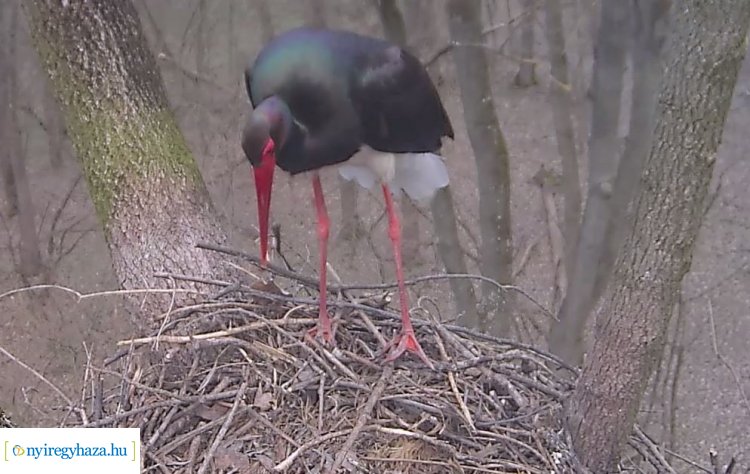 Megérkezett az első fekete gólya a Gemenci-erdőbe – Kedd reggel rögzítették