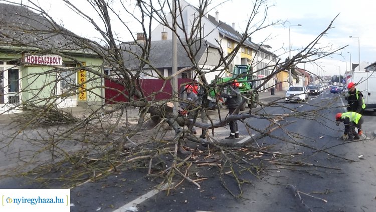 Megszűnt a forgalomkorlátozás – Befejeződtek a favágási munkálatok a Debreceni úton