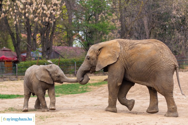 ZOO TV – A Nyíregyházi Állatpark otthonainkba varázsolja a park 6000 ...