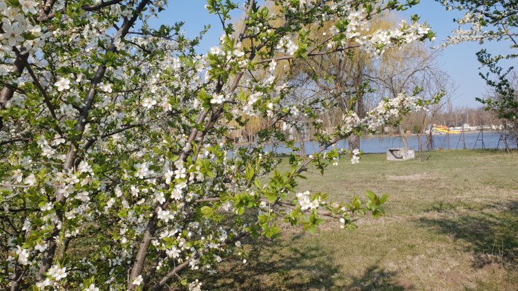 Rügyező fák, virágba borul a természet - Itt a tavasz, de aki teheti maradjon otthon!