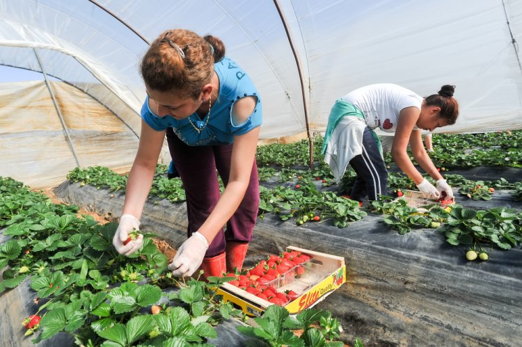 Hiány van idénymunkásokból a kertészetekben - Nem állt meg az élet a mezőgazdaságban