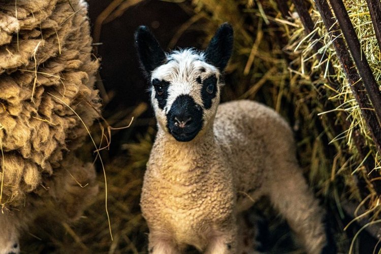 A Nyíregyházi Állatpark húsvéti kedvence! – Na de milyen állatot látunk a képen?
