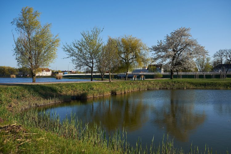 Legszebb arcát mutatja tavasszal a Bujtosi Városliget - Csodálja meg otthonról