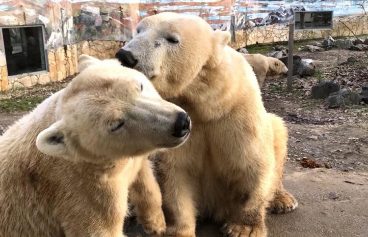 Romantikus hangulatban indult a hét a Nyíregyházi Állatpark jegesmedvéi számára