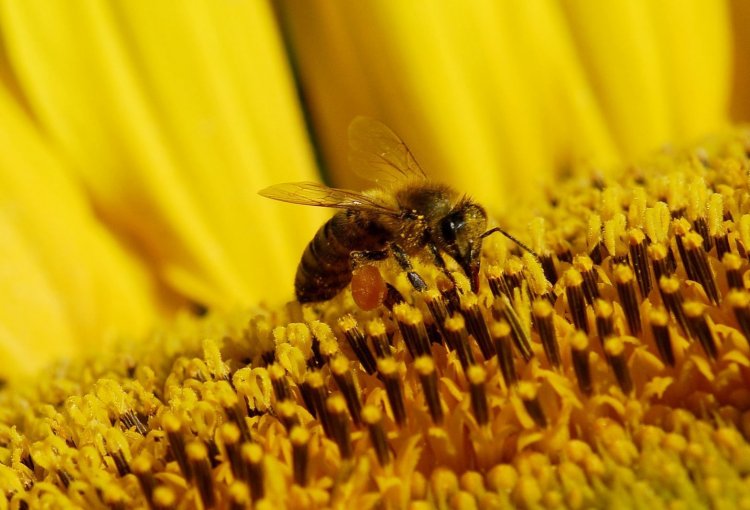 Kevesebb lehet a méz – Az áprilisi mínuszokban szinte teljesen lefagyott az akác