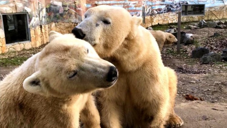  Nagy a szerelem jegesmedvéknél a Nyíregyházi Állatparkban  