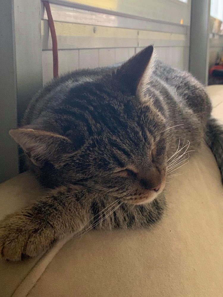 Sanyinak, az elveszettnek hitt macskának 6 napig tartott az útja, 400 km-t tett meg